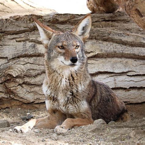 american jakul|Jackal .